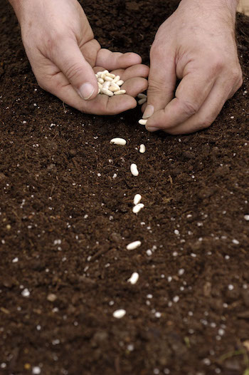 planting-seeds image